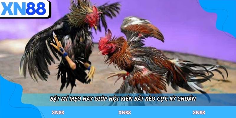 Bật mí mẹo hay giúp hội viên bắt kèo cực kỳ chuẩn